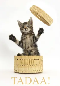 Tabby kitten, Picasso, age 10 weeks, leaping out of wicker basket with the word Tadaa Tabby kitten, Picasso, age 10 weeks, leaping out of wicker basket with the word Tadaa