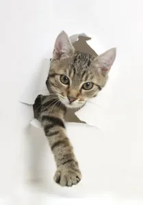 Tabby kitten, Stanley, 4 months old, breaking through paper Tabby kitten, Stanley, 4 months old, breaking through paper