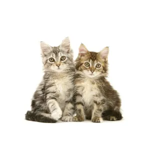 Tabby Maine Coon kittens, against white background Tabby Maine Coon kittens, against white background