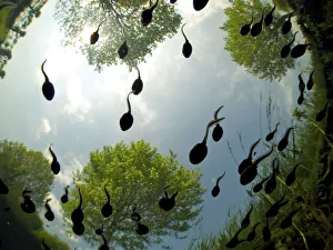 Tadpoles of the Common toad (Bufo bufo) swimming seen from below, Belgium, June Tadpoles of the Common toad (Bufo bufo) swimming seen from below, Belgium, June
