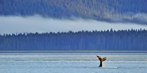 Tail fluke of a diving Humpback whale (Megaptera novaeangliae) misty coast in background Tail fluke of a diving Humpback whale (Megaptera novaeangliae) misty coast in background