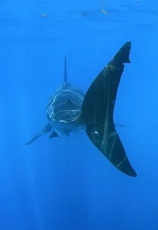Tailfin of Great white shark (Carcharodon carcharias) underwater, Guadalupe Island Tailfin of Great white shark (Carcharodon carcharias) underwater, Guadalupe Island