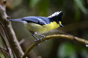 Taiwan yellow tit ( Machlolophus holsti ) Lalashan National Forest Reserve, Taiwan Taiwan yellow tit ( Machlolophus holsti ) Lalashan National Forest Reserve, Taiwan