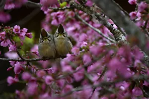 Taiwan yuhinas ( Yuhina brunneiceps ) two perched among flowers, Taiwan. Endemic Taiwan yuhinas ( Yuhina brunneiceps ) two perched among flowers, Taiwan. Endemic