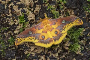 Taiwanese squeaking silkmoth (Rhodinia verecunda) controlled conditions Taiwanese squeaking silkmoth (Rhodinia verecunda) controlled conditions