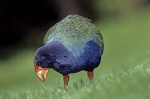 Takahe (Porphyrio mantelli) eating grass, Tiritiri Mantangi Island Scientific Reserve, New Zealand Takahe (Porphyrio mantelli) eating grass, Tiritiri Mantangi Island Scientific Reserve, New Zealand