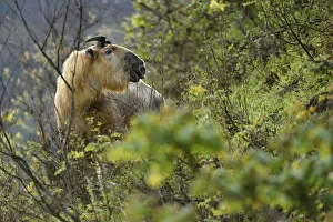 Takin (Budorcas taxicolor) looking at camera, Tangjiahe National Nature Reserve, Sichuan Province Takin (Budorcas taxicolor) looking at camera, Tangjiahe National Nature Reserve, Sichuan Province