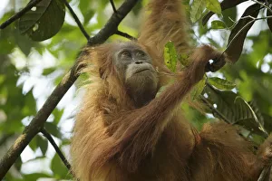 Tapanuli Orangutan (Pongo tapanuliensis) Beti, juvenile female, daughter of Beta Tapanuli Orangutan (Pongo tapanuliensis) Beti, juvenile female, daughter of Beta