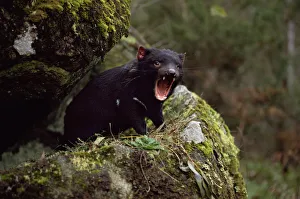 Tasmanian devil calling {Sarcophilus harrisii} Tasmania Australia Tasmanian devil calling {Sarcophilus harrisii} Tasmania Australia