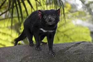 Tasmanian devil (Sarcophilus harrisii), standing on rock, captive, Queensland, Australia Tasmanian devil (Sarcophilus harrisii), standing on rock, captive, Queensland, Australia