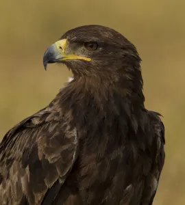 Tawny eagle (Aquila rapax) portrait, Serengeti National Park, Tanzania, February Tawny eagle (Aquila rapax) portrait, Serengeti National Park, Tanzania, February