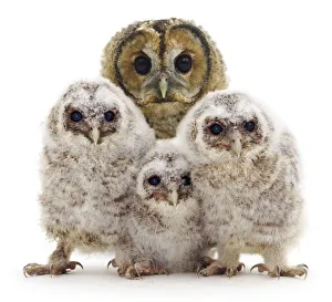 Tawny owl (Strix aluco) with three chicks, against white background Tawny owl (Strix aluco) with three chicks, against white background