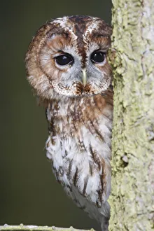Tawny owl (Strix aluco) looking round side of tree trunk, Wales, UK Tawny owl (Strix aluco) looking round side of tree trunk, Wales, UK