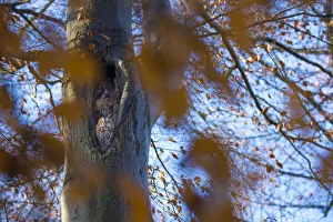 Tawny owl (Strix aluco) pair resting in nest hole, in tree with autumn leaves Tawny owl (Strix aluco) pair resting in nest hole, in tree with autumn leaves