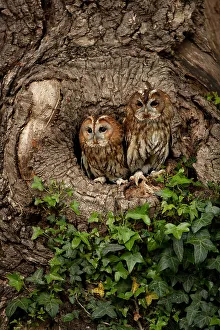 Tawny owls (Strix aluco) peering out from tree hollow, Dumfries and Galloway, Scotland Tawny owls (Strix aluco) peering out from tree hollow, Dumfries and Galloway, Scotland
