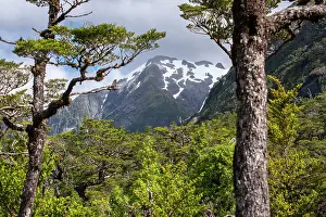 South American Mountain Ranges Prints: Temperate forest and mountain landscape