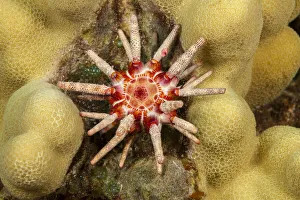 Ten-lined urchin (Eucidaris metularia) nestled on a reef, close up, Hawaii, Pacific Ocean Ten-lined urchin (Eucidaris metularia) nestled on a reef, close up, Hawaii, Pacific Ocean