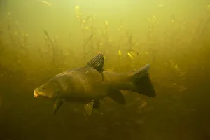 Tench (Tinca tinca) in peat pond, Fribourg, Switzerland, May 2009 Tench (Tinca tinca) in peat pond, Fribourg, Switzerland, May 2009