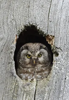 Tengmalms / Boreal owl (Aegolius funereus) looking out of hole in tree, Kuusamo Tengmalms / Boreal owl (Aegolius funereus) looking out of hole in tree, Kuusamo