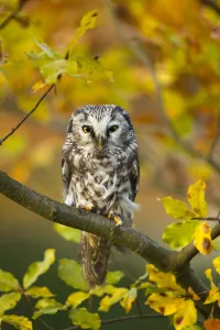 Tengmalms owl (Aegolius funereus) perched in tree amongst autumn leaves, Czech Republic Tengmalms owl (Aegolius funereus) perched in tree amongst autumn leaves, Czech Republic