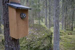 Tengmalms owl (Aegolius funereus) peering out of nestbox, Bergslagen, Sweden, June 2009 Tengmalms owl (Aegolius funereus) peering out of nestbox, Bergslagen, Sweden, June 2009