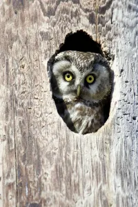 Tengmalms Owl, Boreal Owl (Aegolius funereus) looking out from its nest hole, Norway Tengmalms Owl, Boreal Owl (Aegolius funereus) looking out from its nest hole, Norway