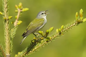 Tennessee Warbler (Vermivora peregrina) male perched in a pine tree branch Tennessee Warbler (Vermivora peregrina) male perched in a pine tree branch