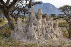 Termite hill and acacia tree, Shaba National Reserve, North Kenya Termite hill and acacia tree, Shaba National Reserve, North Kenya
