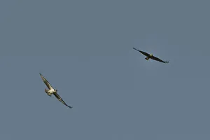 Territorial Osprey (Pandion haliaetus) chasing a migrant female Marsh Harrier (Circus Territorial Osprey (Pandion haliaetus) chasing a migrant female Marsh Harrier (Circus