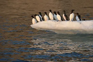 Thick-billed Murre (Uria lomvia) group on edge of ice floe, Wrangel Island Thick-billed Murre (Uria lomvia) group on edge of ice floe, Wrangel Island