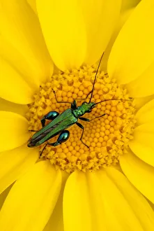 Thick-legged flower beetle {Oedemera nobilis} on Corn marigold {Chrysanthemum segetum} Thick-legged flower beetle {Oedemera nobilis} on Corn marigold {Chrysanthemum segetum}