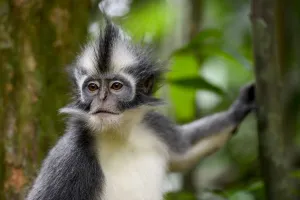 Thomass Langur (Presbytis thomasi), animal endemic to northern Sumatra Thomass Langur (Presbytis thomasi), animal endemic to northern Sumatra