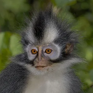 Thomass leaf monkey (Presbytis thomasi) Geunung leuser NP, Sumatra Thomass leaf monkey (Presbytis thomasi) Geunung leuser NP, Sumatra