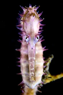 Thorny seahorse (Hippocampus histrix) gripping onto a sponge. Bitung, North Sulawesi, Indonesia Thorny seahorse (Hippocampus histrix) gripping onto a sponge. Bitung, North Sulawesi, Indonesia