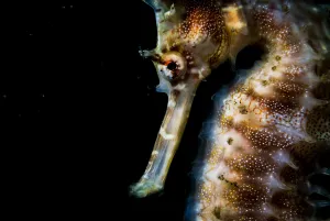 Thorny or spiny seahorse (Hippocampus histrix) portrait made off Anilao, Philippines Thorny or spiny seahorse (Hippocampus histrix) portrait made off Anilao, Philippines