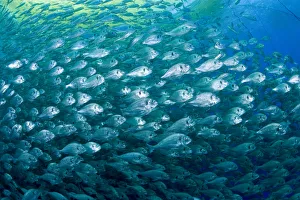 Thousand of Gilt-head bream (Sparus aurata) inside a sea cage used for aquaculture Thousand of Gilt-head bream (Sparus aurata) inside a sea cage used for aquaculture