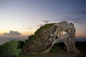 Thousand-year-old Canary Juniper, (Juniperus turbinata canariensis/ Juniperus phoenicea Thousand-year-old Canary Juniper, (Juniperus turbinata canariensis/ Juniperus phoenicea