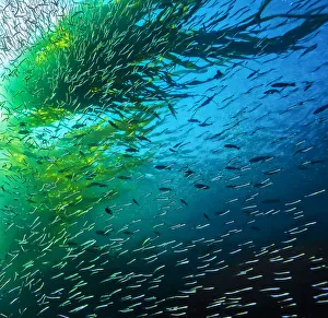 Thousands of Pacific Sandlance (Ammodytes hexapterus) swim overhead Thousands of Pacific Sandlance (Ammodytes hexapterus) swim overhead