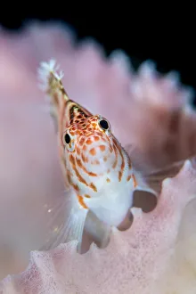 A threadfin hawkfish (Cirrhitichthys aprinus) on a barrel sponge. Bitung, North Sulawesi, Indonesia A threadfin hawkfish (Cirrhitichthys aprinus) on a barrel sponge. Bitung, North Sulawesi, Indonesia