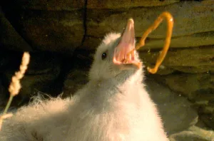 Under threat a Fulmar chick defends itself with projectile vomit {Fulmarus glacialis} Under threat a Fulmar chick defends itself with projectile vomit {Fulmarus glacialis}