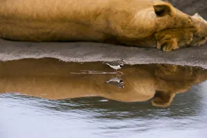 Three-banded plover (Charadrius tricollaris) in water, with Lion (Panthera leo) sleeping nearby Three-banded plover (Charadrius tricollaris) in water, with Lion (Panthera leo) sleeping nearby