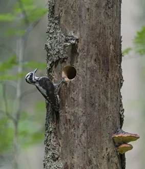 Three-toed woodpecker (Picoides tridactylus), male next to nest hole in tree, Finland Three-toed woodpecker (Picoides tridactylus), male next to nest hole in tree, Finland