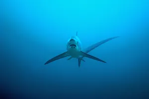 Thresher shark (Alopias pelagicus) swimming over seabed to be cleaned by cleaner wrasses Thresher shark (Alopias pelagicus) swimming over seabed to be cleaned by cleaner wrasses