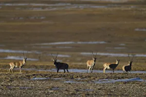 Tibetan antelope or Chiru (Pantholops hodgsonii), Keke Xili, Changtang, Tibetan Plateau Tibetan antelope or Chiru (Pantholops hodgsonii), Keke Xili, Changtang, Tibetan Plateau