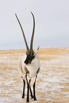 Images Dated 28th November 2006: Tibetan antelope (Pantholops hodgsonii) male, Kekexili, Qinghai, Tibetan Plateau