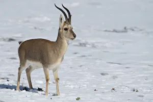 Tibetan gazelle / Goa (Procapra picticaudata) Keke Xili / Hoh Xil Nature Reserve Tibetan gazelle / Goa (Procapra picticaudata) Keke Xili / Hoh Xil Nature Reserve