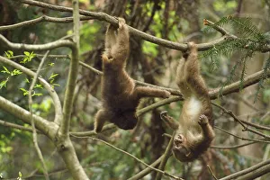 Tibetan macaque (Macaca thibetana) juveniles playing, hanging upside down in tree Tibetan macaque (Macaca thibetana) juveniles playing, hanging upside down in tree