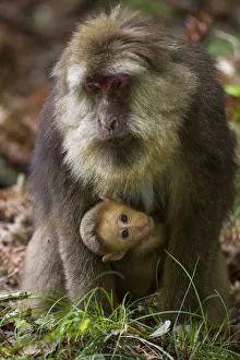 Tibetan macaque (Macaca thibetana) carrying young baby, Tangjiahe Nature Reserve Tibetan macaque (Macaca thibetana) carrying young baby, Tangjiahe Nature Reserve
