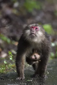 Tibetan macaque (Macaca thibetana) carrying her baby, Tangjiahe National Nature Reserve Tibetan macaque (Macaca thibetana) carrying her baby, Tangjiahe National Nature Reserve