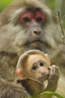 Tibetan macaque (Macaca thibetana) female with baby, Tangjiahe National Nature Reserve Tibetan macaque (Macaca thibetana) female with baby, Tangjiahe National Nature Reserve